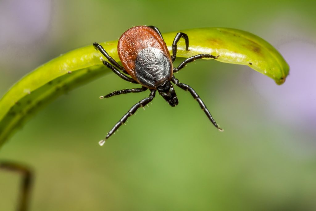 What Are Lyme Disease Antibiotics- Types, Dosages, Warnings